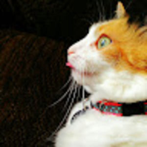 Meet your Posher, Faith